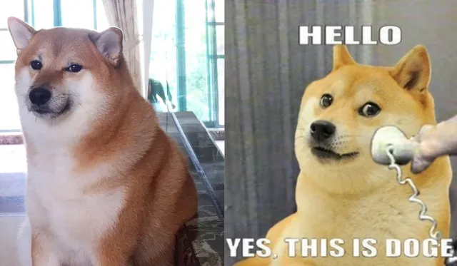 Shiba Inu Who Became Viral 'Cheems' Doge Meme Died After Cancer Battle