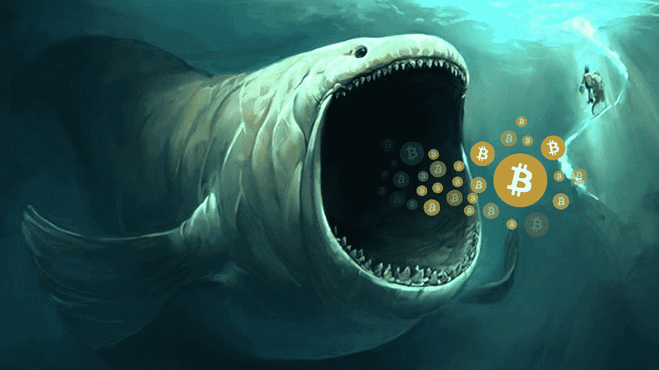 Crypto Whale Tracker: See What Crypto Whales Are Buying | CoinCodex