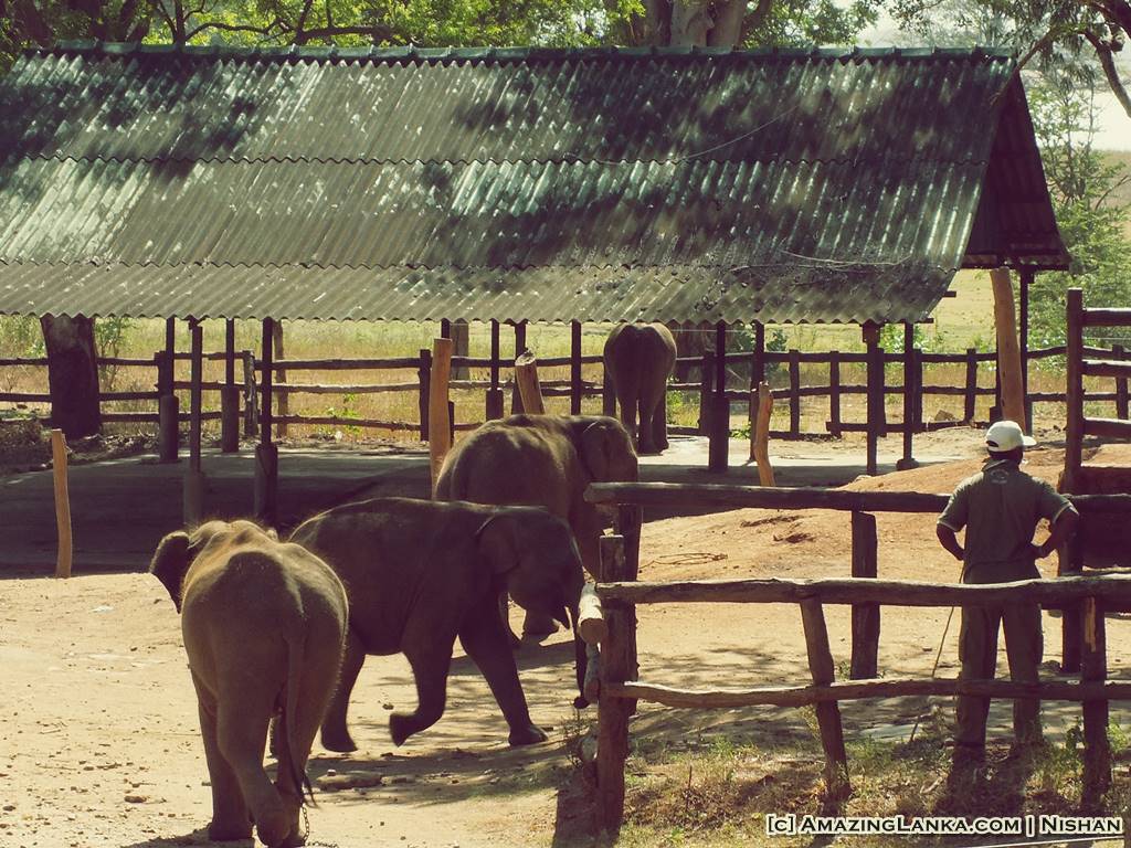 Uda Walawe Elephant Transit Home in Sri Lanka - Elephant Encyclopedia and Database