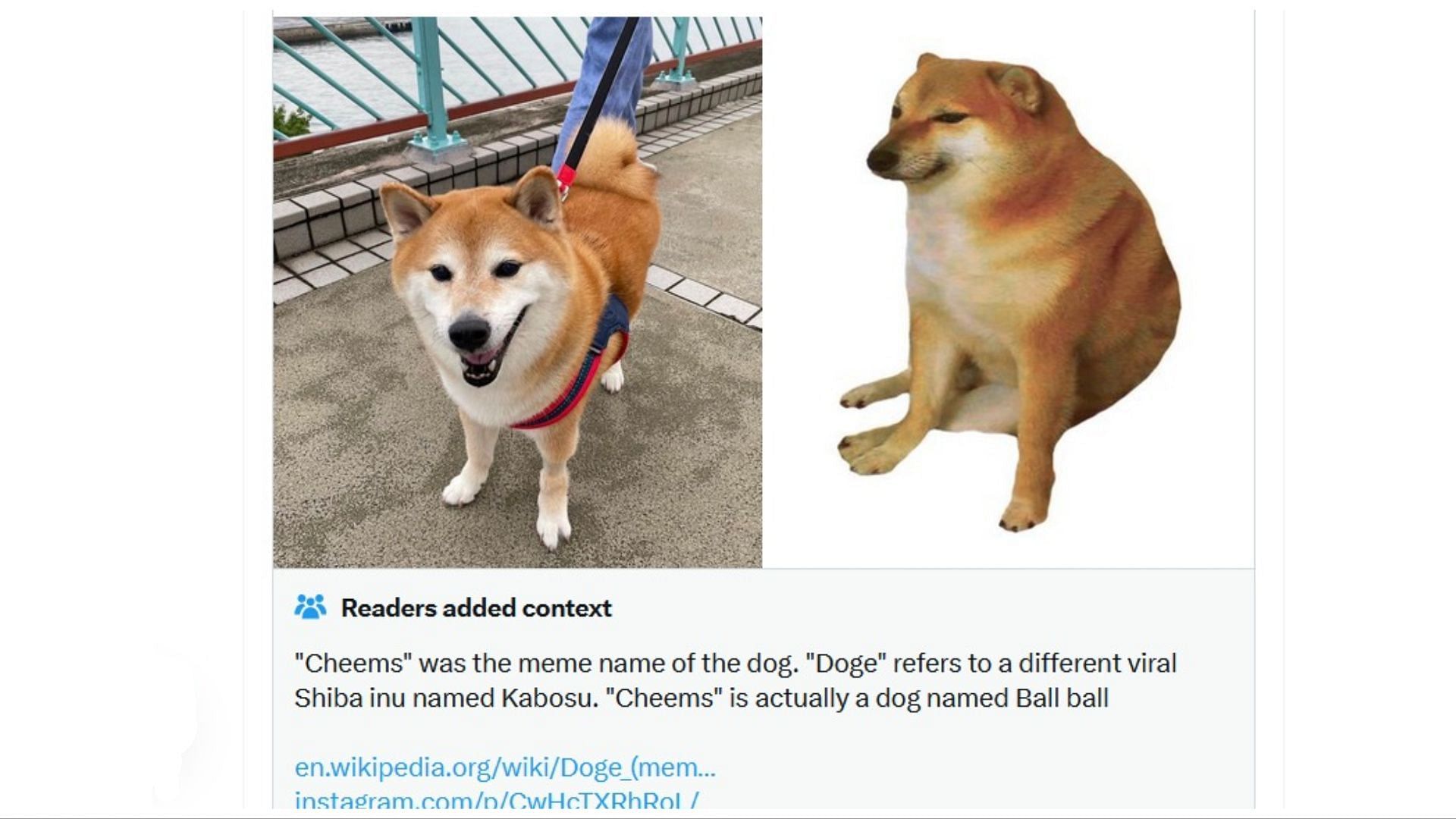 Kabosu (Doge), the famous Shiba Inu, turns 17 | ResetEra