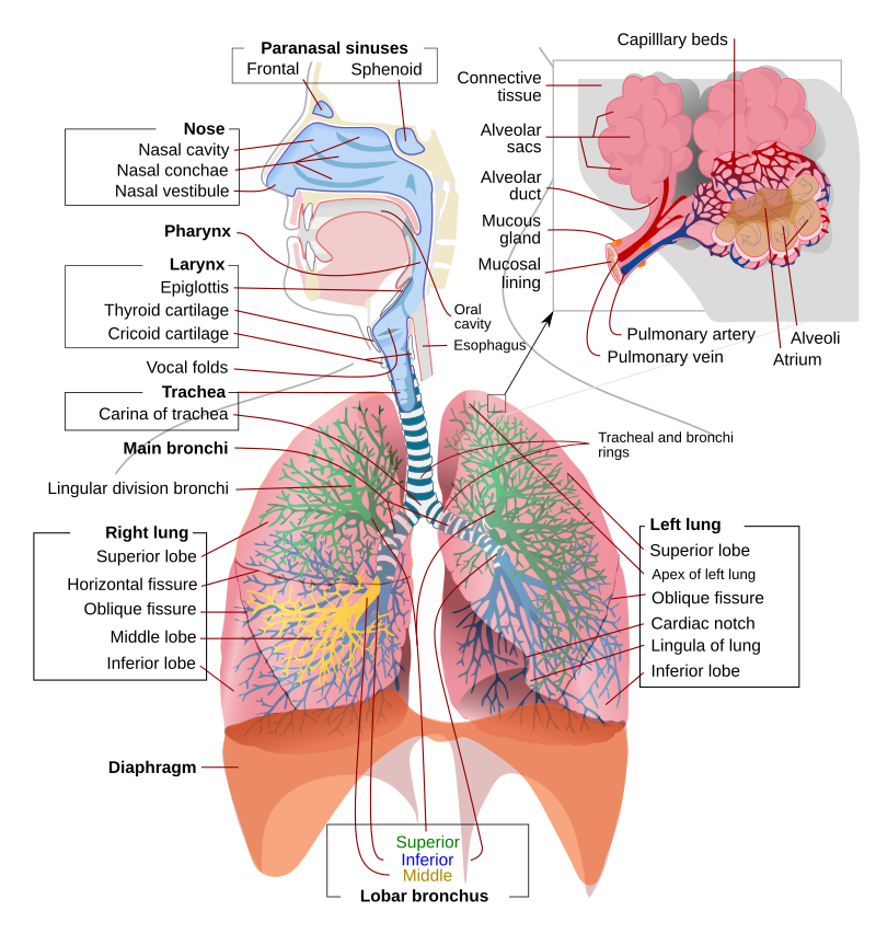 Gas Exchange | Anatomy and Physiology II