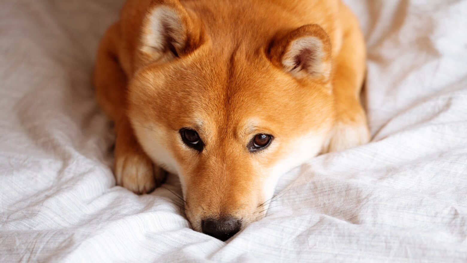 How to Earn Interest on Dogecoin - Benzinga