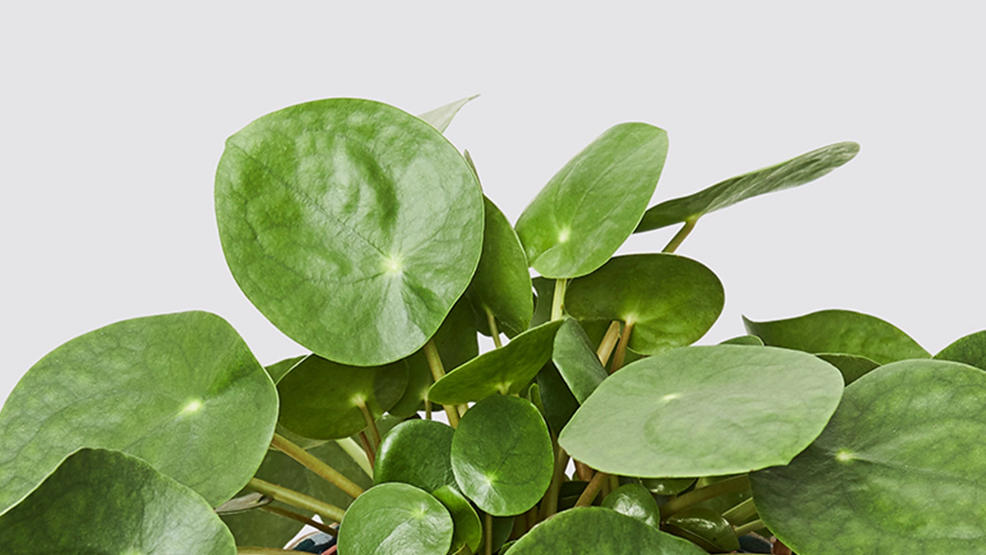 Chinese Money Plant: Everything You Need to Know About The Pilea Peperomioides