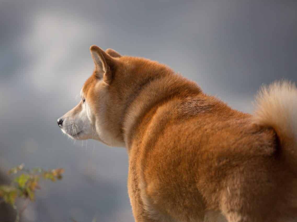 Balltze, Real Dog Behind the Iconic ‘Cheems’ Doge Meme, Dies at 12 After Cancer Battle