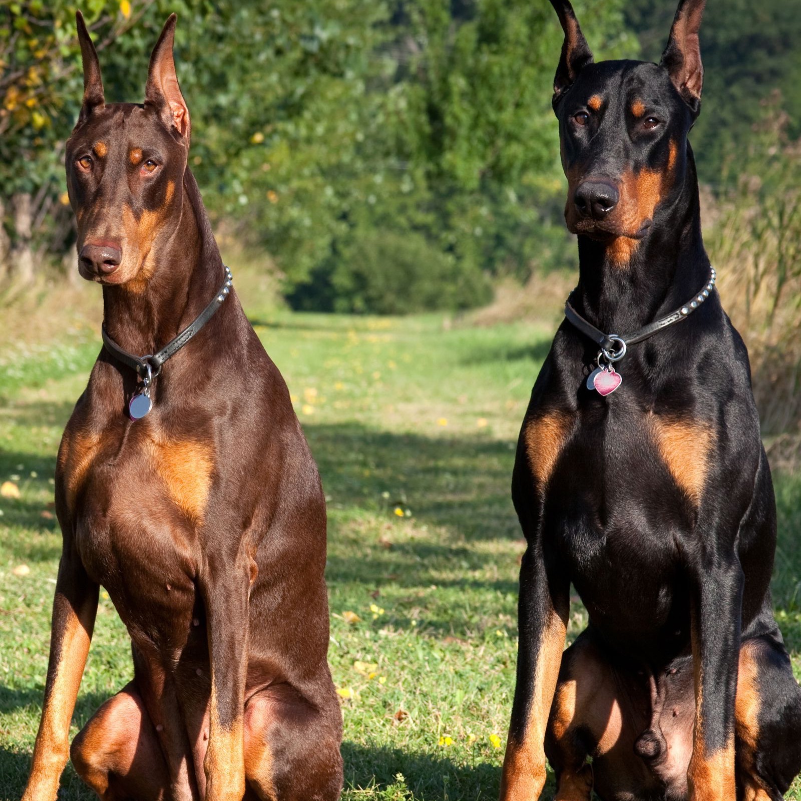 European Doberman Puppies Price Kerala, For Sale | OwnPetz