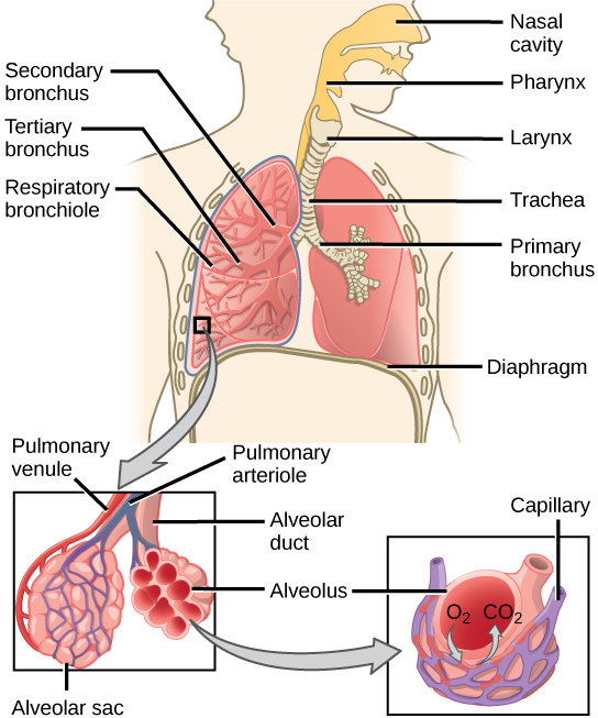 Gas Exchange - Exchange and Transport of Gases in Lungs