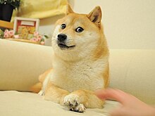 Doge Meme Template - Latest posts and media in Doge Meme Template - Memes