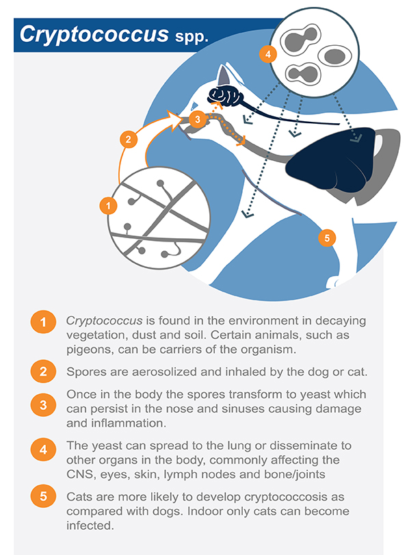 Diagnosis and Treatment of Cryptosporidium and Isospora in Cats - WSAVA - VIN