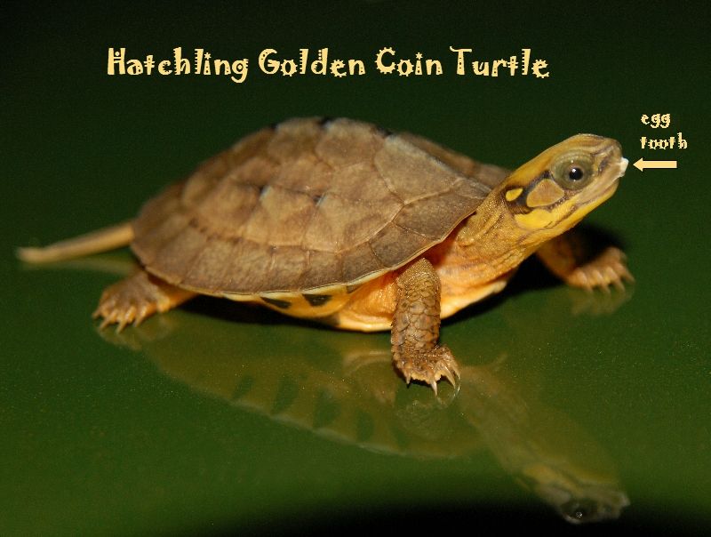 Chinese Golden Coin Turtle - exotic tortoises | turtles to buy online,