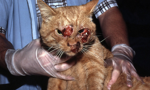 Treating feline cryptococcosis (Proceedings)