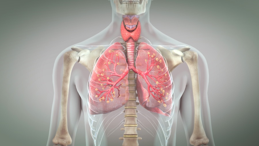 Anatomy and Physiology: Gas Exchange