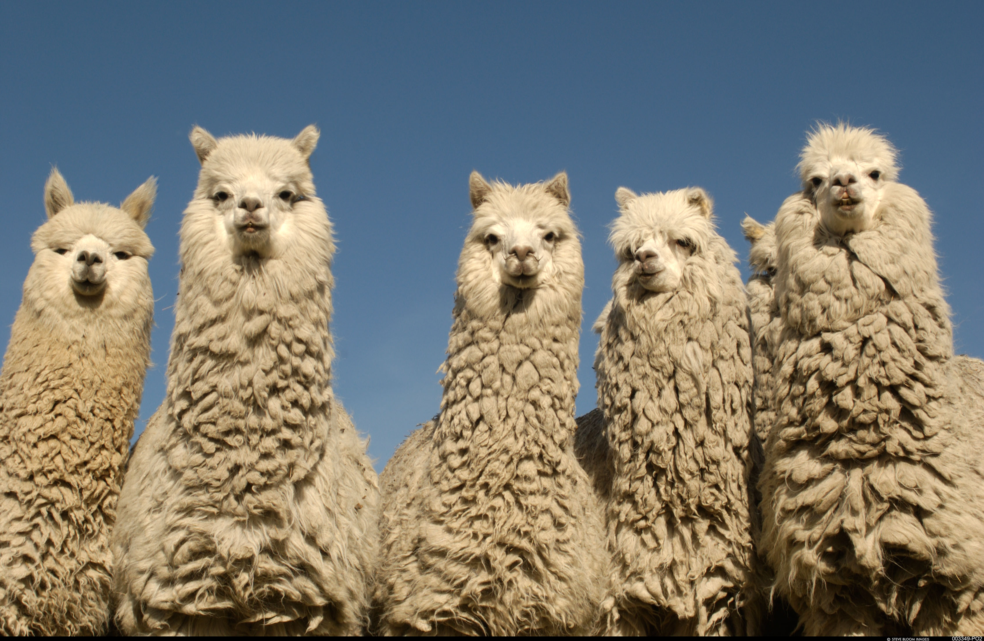 Alpaca Trading review: How it works | ostrov-dety.ru