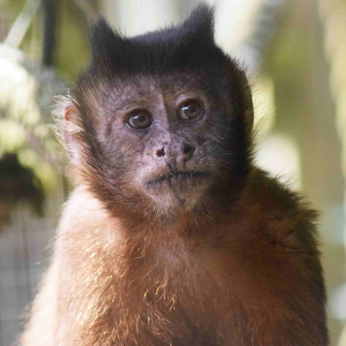 Buy Baby Monkey Adoptions Tickets online - Monkey Forest