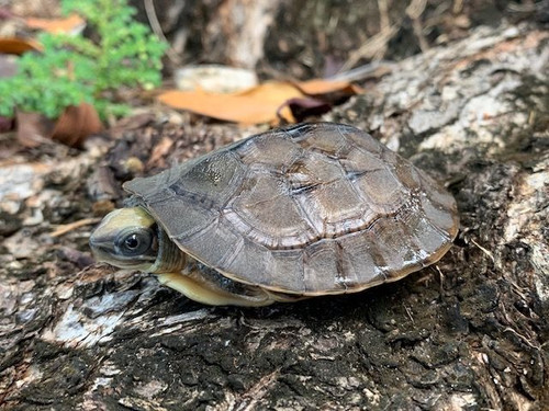 Golden Coin Turtle # GCTM01 – East Bay Vivarium