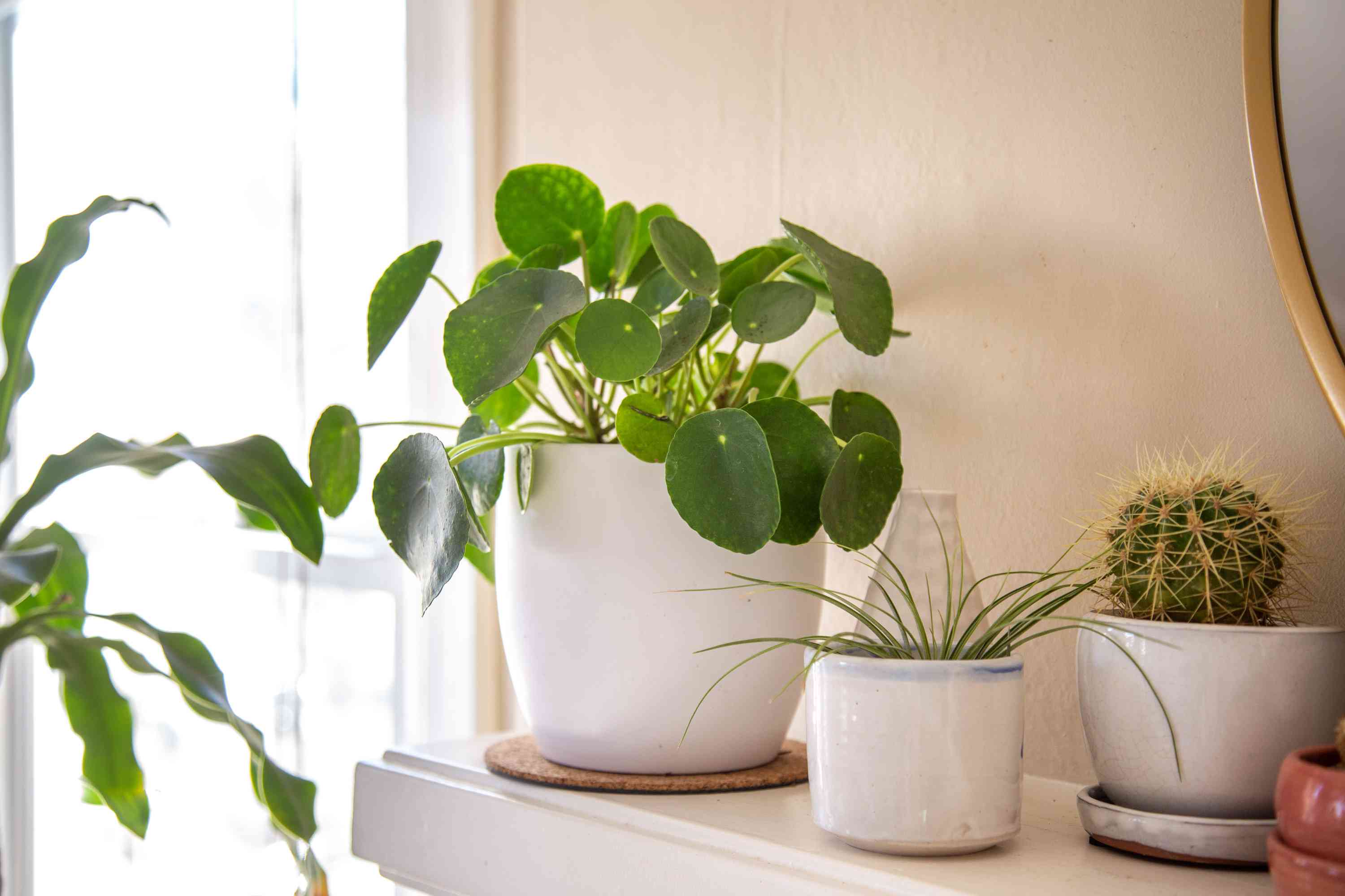 Chinese Money Plant: How To Care For Pilea Peperomioides | BBC Gardeners World Magazine