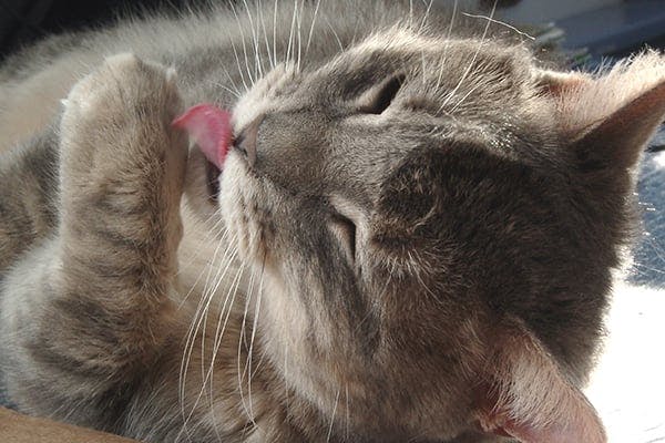 Cryptococcosis in cats: ABCD guidelines on prevention and management