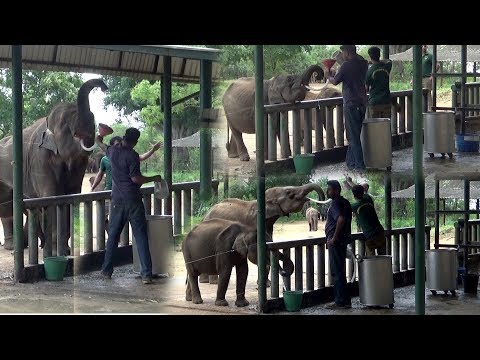 Udawalawe Elephant Transit Home | Udawalawe Safari Fun