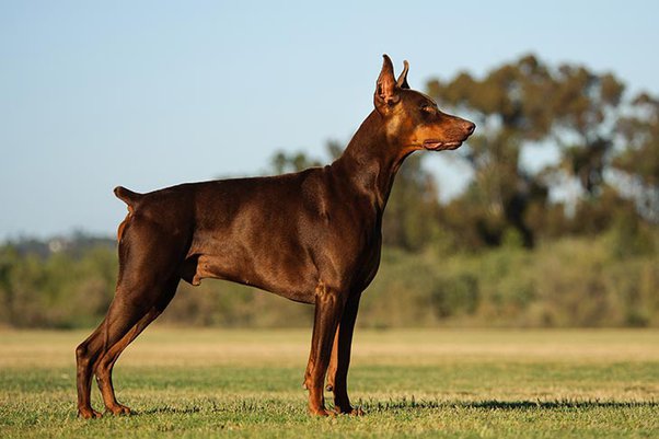 Doberman Price In India (July ) - Best For Pets