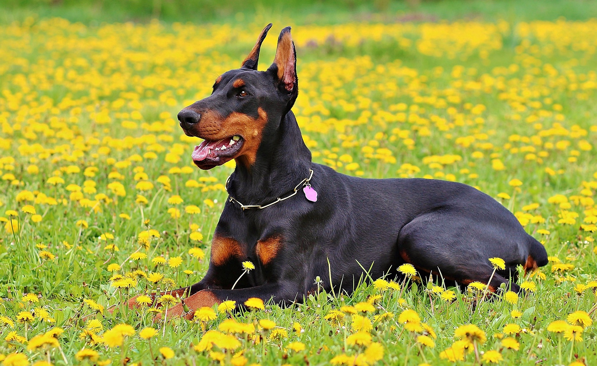 Doberman Price in India | Appearance & Characteristics