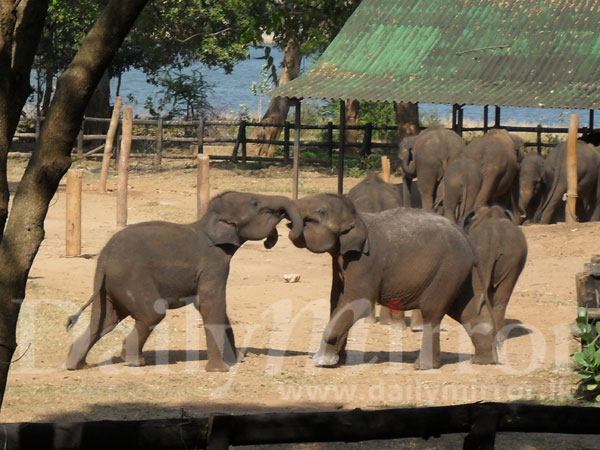 Baby Elephant Walk | HMWS Blog